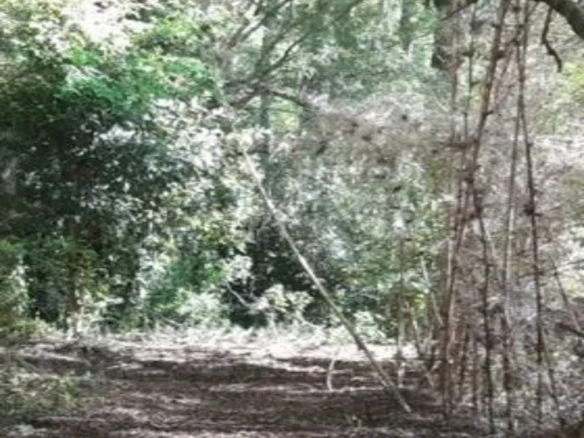 Campo con vista al Lago Caburgua – 18 ha – ac
